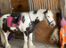 12&rsquo;2 coloured cob gelding