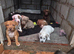 American bully cross