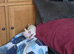 Male 8 months old TINY chi