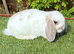 Pure bred mini lop .