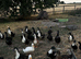 Cayuga/Pekin cross ducks - various ages & colours