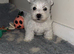 West highland terrier
