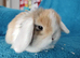 Baby mini lops for sale