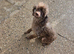 Toy poodle