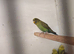 Black mutation budgies