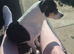 Male jack russell
