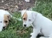 Jack Russell terrier puppies for sale
