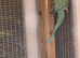 Breeding pair of ring necks
