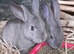 *** Pretty Chinchilla Bunnies***
