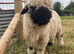Valais Blacknose Wethers x 2 for sale