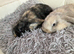 Female mini lops