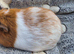female baby guinea pigs