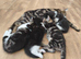 very cute very friendly kittens