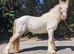 Cremello hermits bred colt