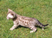 Male seal mink snow Bengal