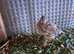 Jumbo Quails for sale
