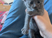 2 stunning female russian blue kittens