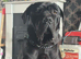 Cane corso puppy