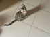Female bengal kitten looking for a loving home