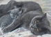 Poshcats blue and blue point kittens