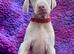 KC registered health tested Dobermann puppies