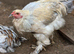 Brahma Cockerells