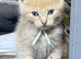 Mainecoon x