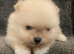 Ruassia pomeranian puppy