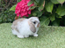 Pure bred mini lop baby boy .