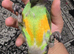 For Sale: Senegal Parrot