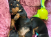 3 female mini dachshund puppies