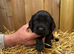 Cockalier puppies