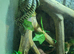 Coastal carpet python