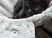 due to my health I can't keep them, help