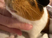 Two bonded male guinea pigs