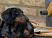Miniature dachshund baby