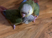 Green Cheek Baby Conures