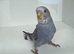 Beautiful baby budgies for sale