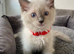 ragdoll kittens