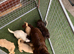 Labrador puppies