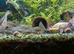 Brown BN Pleco