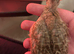 Gora teetar chick for sale