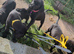 Beautiful litter of 11 puppies