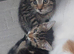 3 kittens girl