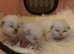 Ragdoll Kittens For Sale