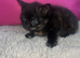 5 beautiful kittens ready to go