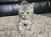 british shorthair kitten