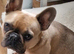 French bulldog to rehome