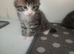 Tabby boy ready for new home
