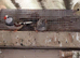 Young zebra finches for sale
